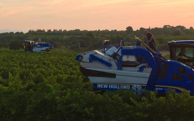 Vendanges 2018 au lever du soleil en terroir de Languedoc