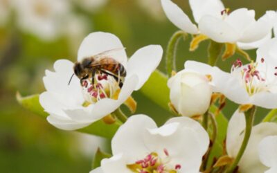 Les abeilles, gardiennes de la biodiversité dans nos vignobles