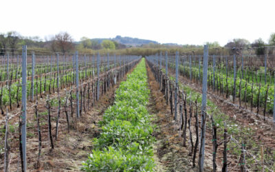 Viticulture durable : Les secrets de la Féverole pour des vins d’excellence